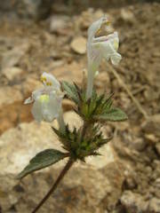 Galeopsis segetum
