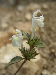 Galeopsis segetum