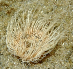 Sagartiogeton undatus