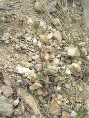 Galeopsis segetum