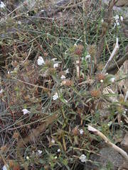 Galeopsis segetum