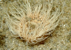 Sagartiogeton undatus