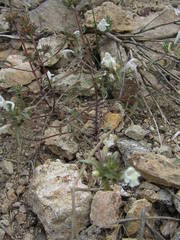 Galeopsis segetum