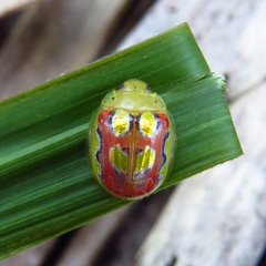 Paropsisterna annularis