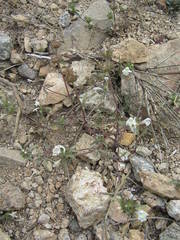 Galeopsis segetum