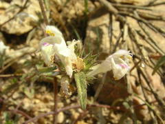 Galeopsis segetum
