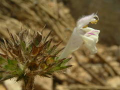 Galeopsis segetum