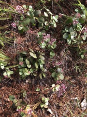 Crassula multicava multicava