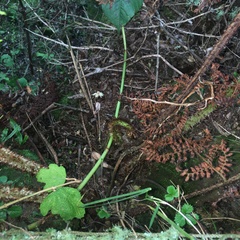 Dryopteris peranema