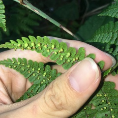 Dryopteris peranema