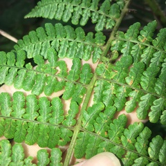 Dryopteris peranema