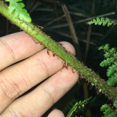 Dryopteris peranema