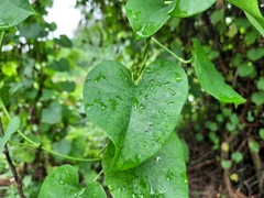 Tinospora