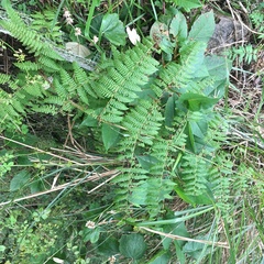 Dryopteris peranema