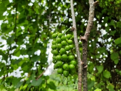 Tinospora