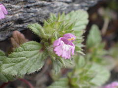 Galeopsis pyrenaica