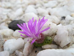 Diplosoma luckhoffii