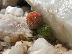 Diplosoma luckhoffii