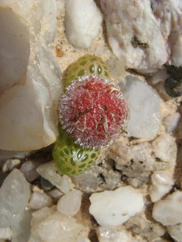 Genus Diplosoma · iNaturalist