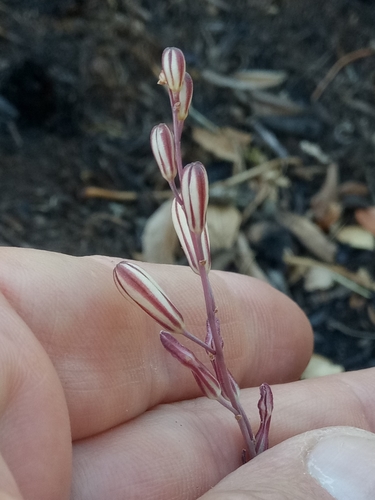 Drimia fugax