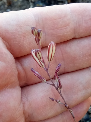 Drimia fugax
