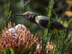 Leucospermum glabrum