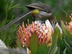 Leucospermum glabrum