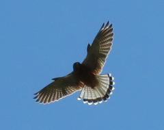 Rock Kestrel photo 5