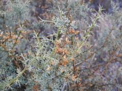 Ulex argenteus argenteus