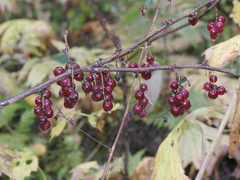 Ribes spicatum hispidulum