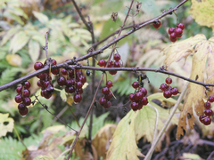Ribes spicatum hispidulum