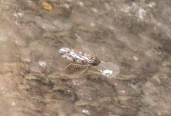 Xestocephalus superbus