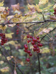 Ribes spicatum hispidulum