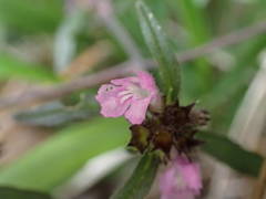 Galeopsis ladanum