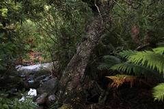 Platylophus trifoliatus