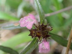 Galeopsis ladanum