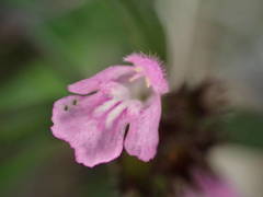 Galeopsis ladanum