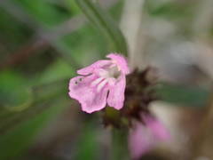 Galeopsis ladanum