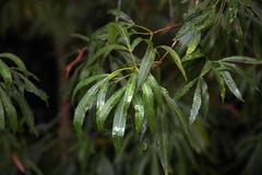 Platylophus trifoliatus