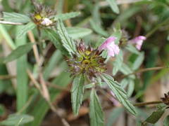 Galeopsis ladanum
