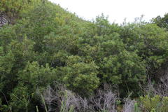 Platylophus trifoliatus