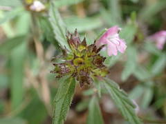 Galeopsis ladanum