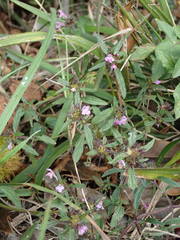 Galeopsis ladanum