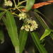 Platylophus trifoliatus - Photo (c) Tony Rebelo,  זכויות יוצרים חלקיות (CC BY-SA), uploaded by Tony Rebelo