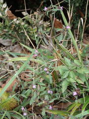Galeopsis ladanum