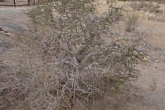 Boscia foetida