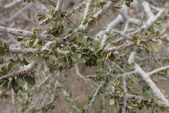 Boscia foetida
