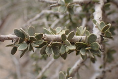 Boscia foetida