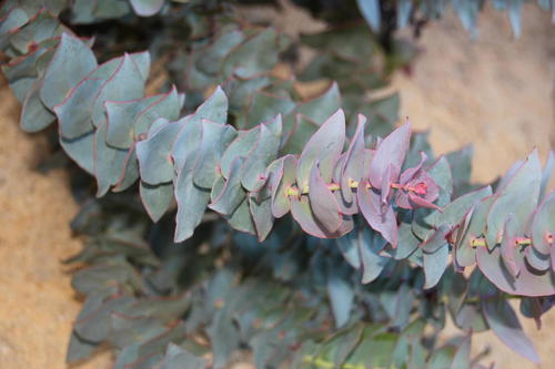 Protea amplexicaulis (Salisb.) R.Br.
