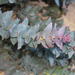 Protea amplexicaulis - Photo (c) Tony Rebelo, algunos derechos reservados (CC BY-SA), uploaded by Tony Rebelo